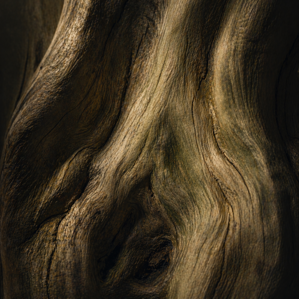 Sandal Sukoon - Single Tree Vintage East Java Sandalwood Oil